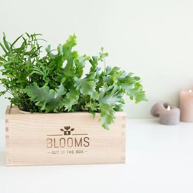 BloomsBox Original - M
