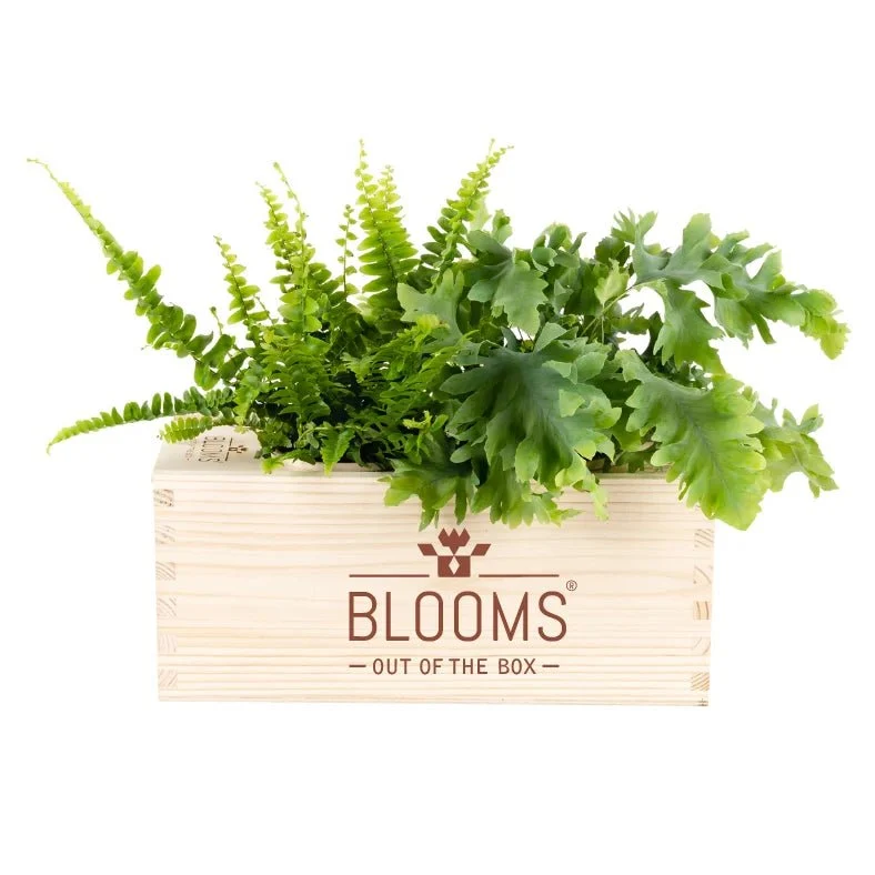 BloomsBox Original - M