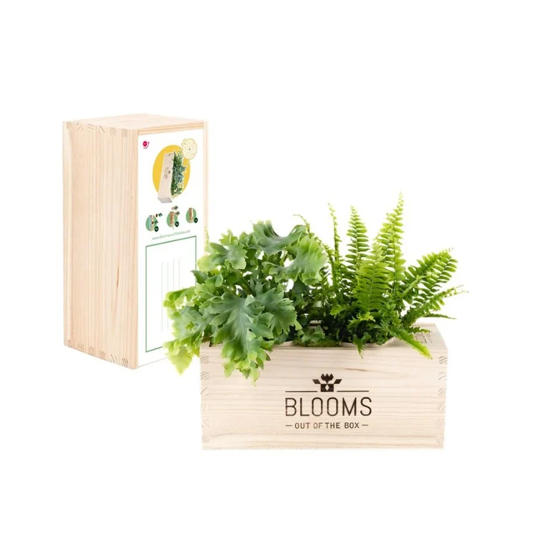 Maak kennis met de BloomsBox!