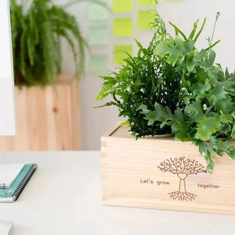 BloomsBox 'Let's grow together' - M