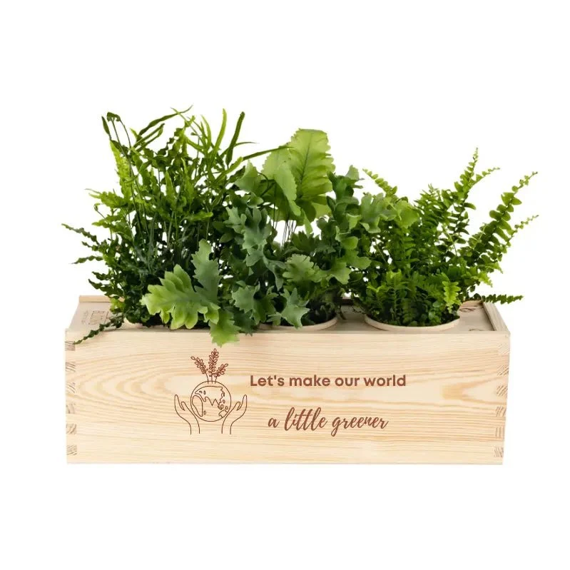 BloomsBox 'Greener planet' - L