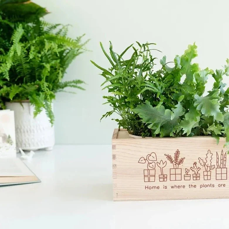 BloomsBox 'Home is where plants are' - M
