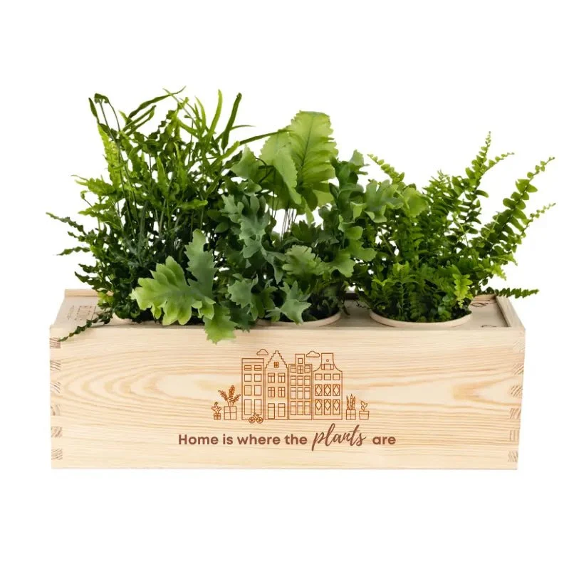 BloomsBox 'Home is where plants are' - L