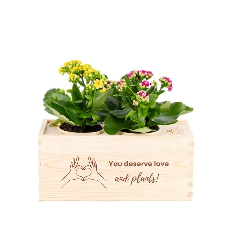 BloomsBox 'You deserve plants' - M