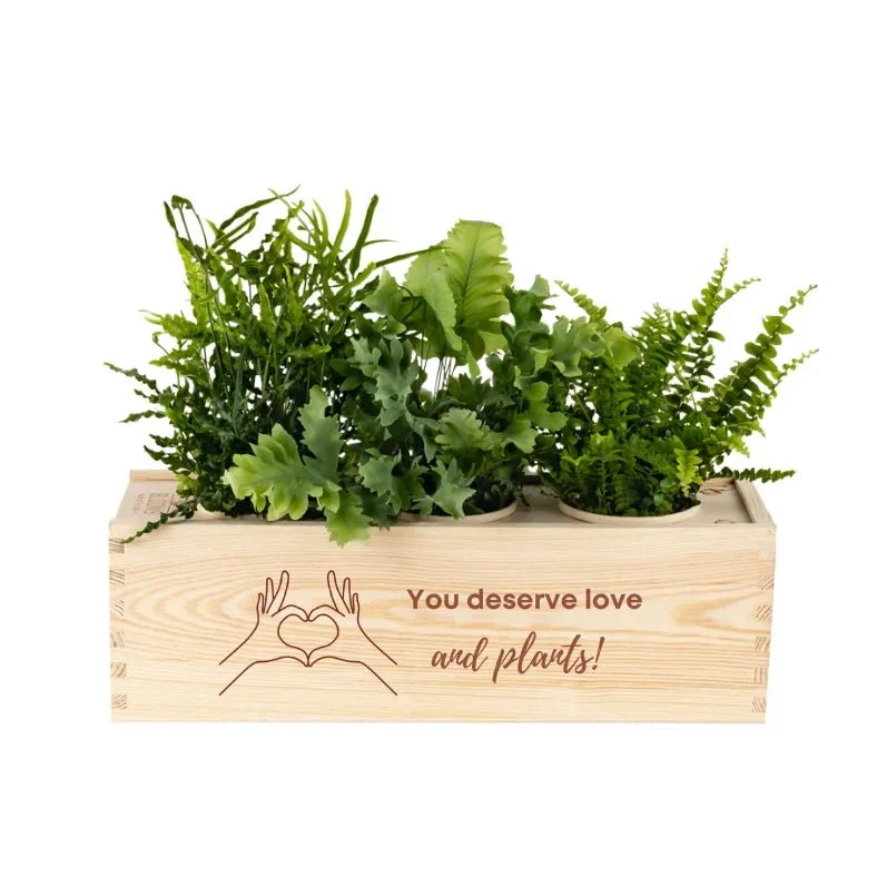 BloomsBox 'You deserve plants' - L