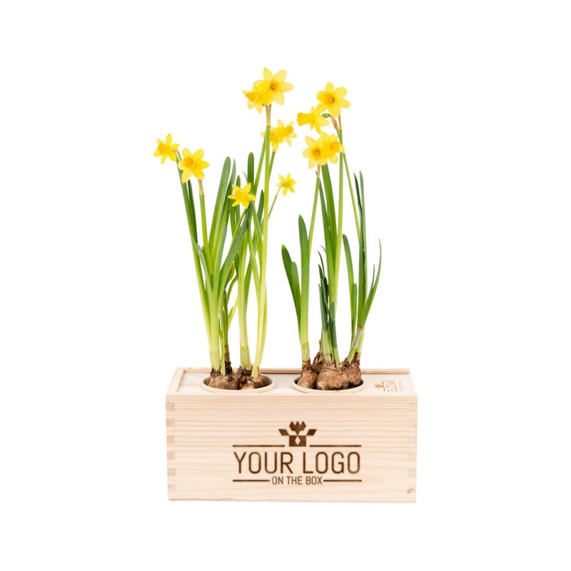 Spring out of the Box - M (vanaf 10)