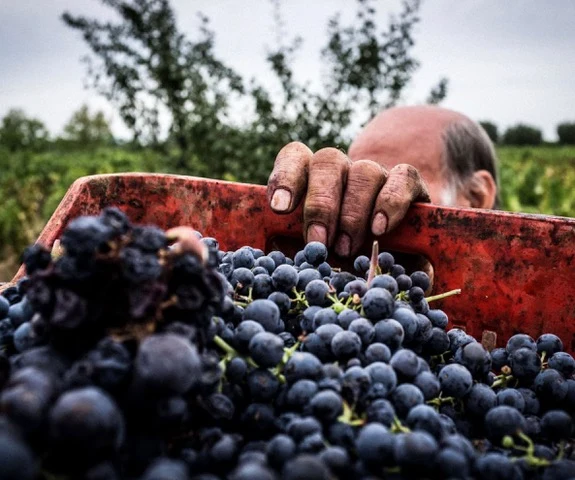Primitivo Polvanera 16 DOC 2021 BIO (Gioia del Colle)
